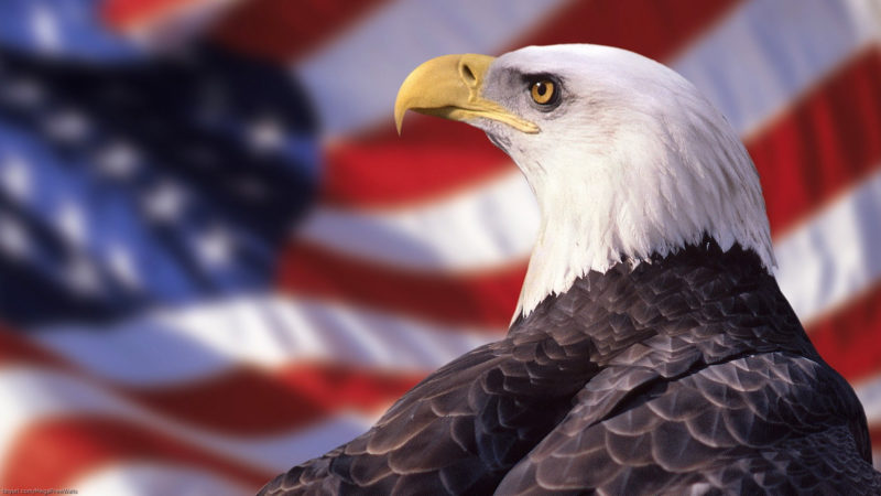 10 Latest Bald Eagle Wallpaper Hd FULL HD 1920×1080 For PC Background 2024 free download 249 bald eagle hd wallpapers background images wallpaper abyss 1 800x450