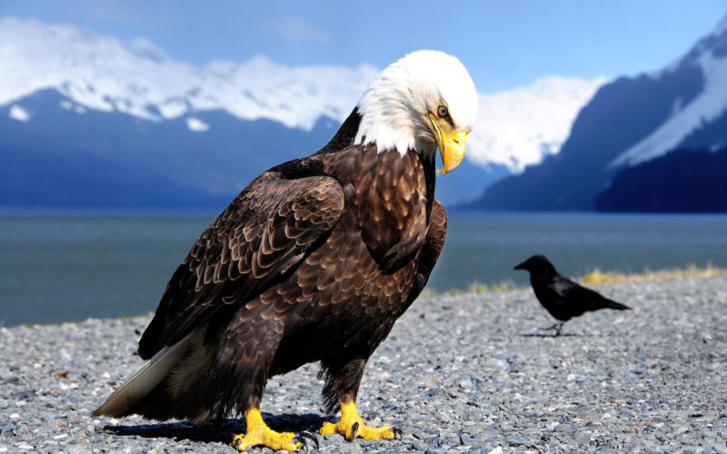 10 Latest Bald Eagle Wallpaper Hd FULL HD 1920×1080 For PC Background 2024 free download 249 bald eagle hd wallpapers background images wallpaper abyss 2 800x500