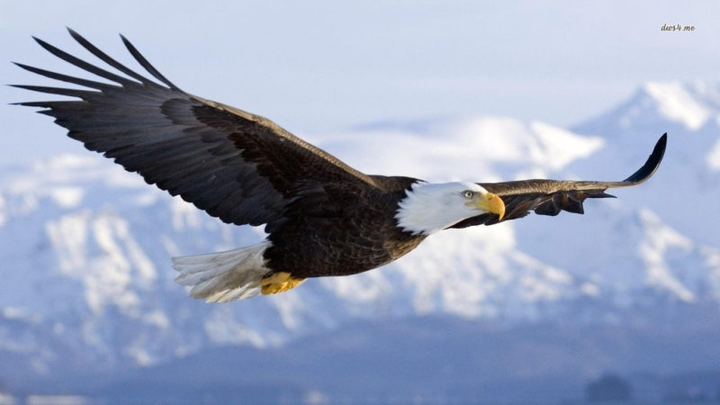 10 Latest Bald Eagle Wallpaper Hd FULL HD 1920×1080 For PC Background 2024 free download 249 bald eagle hd wallpapers background images wallpaper abyss 800x450