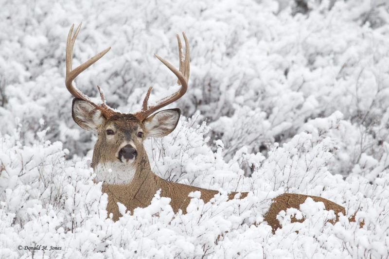 10 Best Whitetail Deer Desktop Background FULL HD 1920×1080 For PC Background 2024 free download 65 deer in winter snow wallpapers download at wallpaperbro 800x533