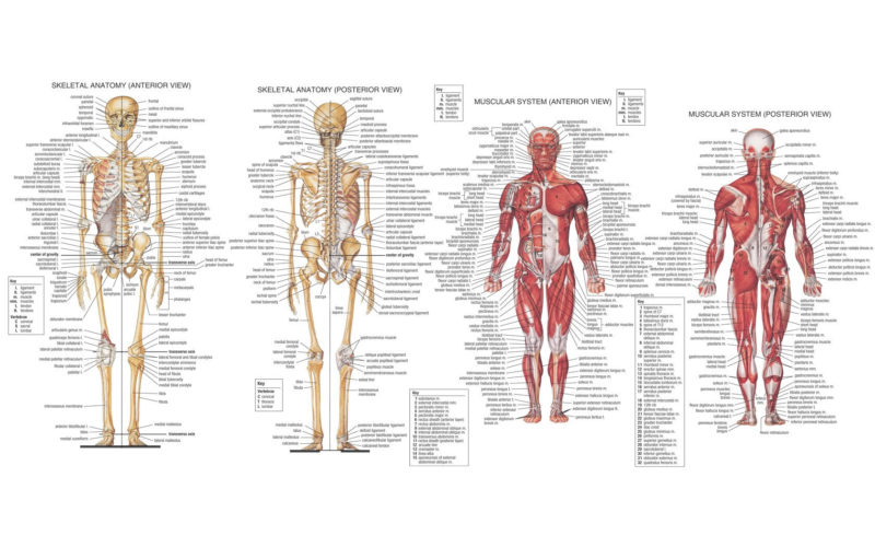 10 New Human Anatomy Wallpaper FULL HD 1920×1080 For PC Desktop 2024 free download 66 anatomy hd wallpapers background images wallpaper abyss 800x500