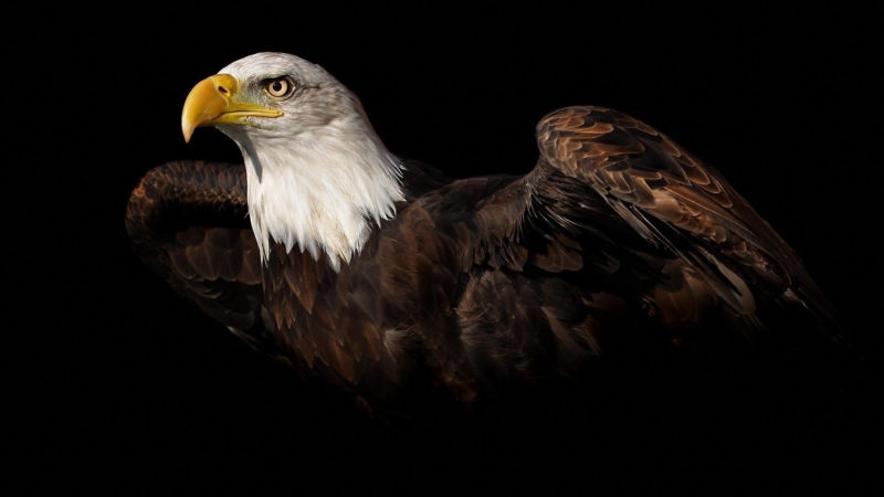 10 Latest Bald Eagle Wallpaper Hd FULL HD 1920×1080 For PC Background 2024 free download 68 eagle wallpapers on wallpaperplay 800x450