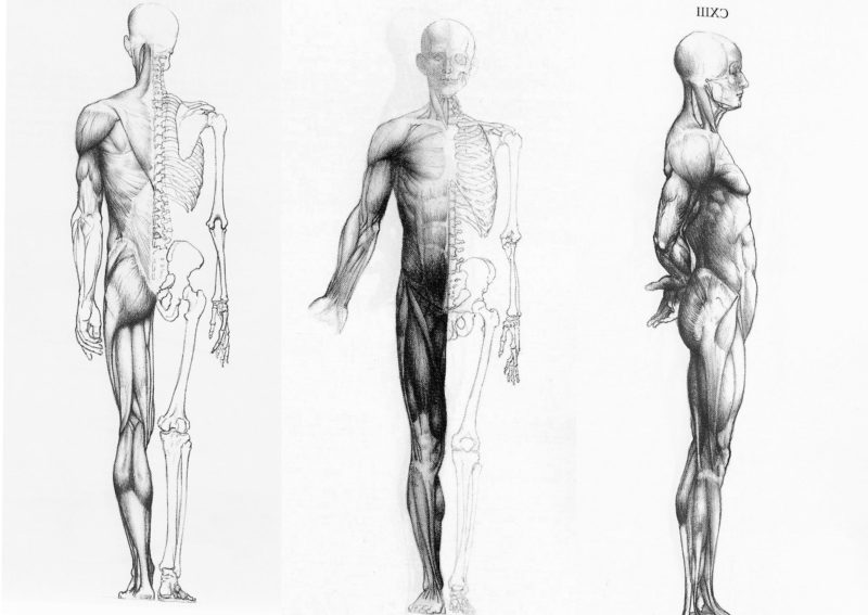 10 New Human Anatomy Wallpaper FULL HD 1920×1080 For PC Desktop 2024 free download 68 human anatomy wallpapers on wallpaperplay 3 800x567