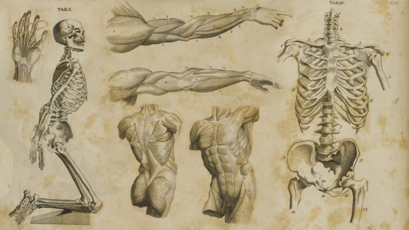 10 New Human Anatomy Wallpaper FULL HD 1920×1080 For PC Desktop 2024 free download 68 human anatomy wallpapers on wallpaperplay 800x450