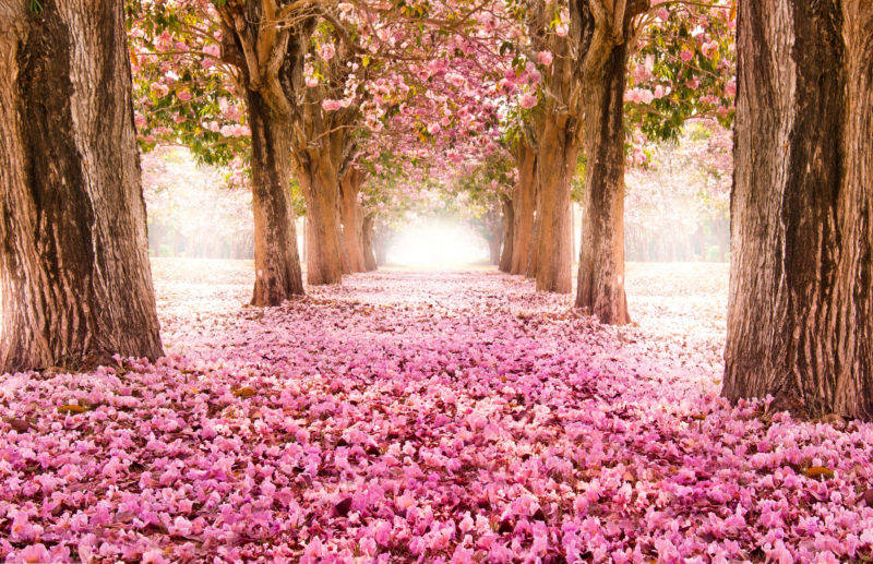 10 Best Hd Spring Wallpaper Backgrounds FULL HD 1080p For PC Background 2024 free download 7000x4520px spring wallpaper backgrounds hdstone stevenson 1 800x517