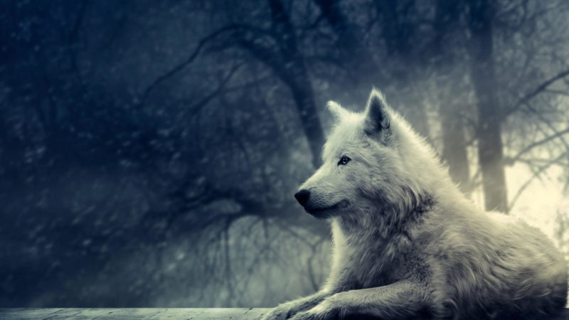 10 Top Cool Wallpapers Of Wolves FULL HD 1920×1080 For PC Desktop 2023 free download 71 cool wolf wallpapers on wallpaperplay 1 800x450