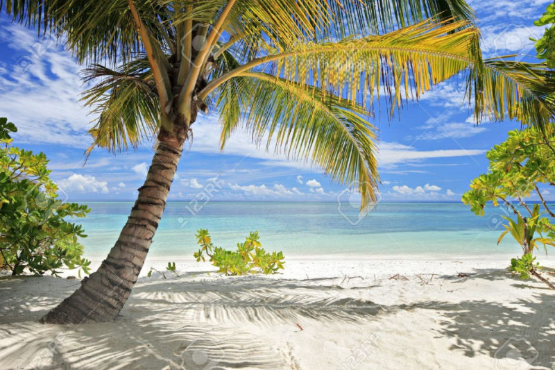 10 New Palm Tree And Beach Pictures FULL HD 1080p For PC Background 2024 free download a scene of palm trees and sandy beach in maldives island 800x533