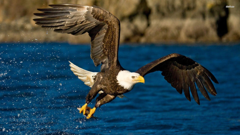 10 Latest Bald Eagle Wallpaper Hd FULL HD 1920×1080 For PC Background 2024 free download american bald eagle wallpapers wallpaper cave 800x450