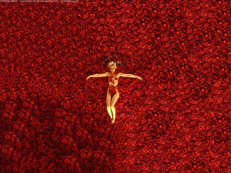 10 New American Beauty Wallpaper FULL HD 1920×1080 For PC Desktop 2024 free download american beauty wallpapers wallpaper cave 800x600
