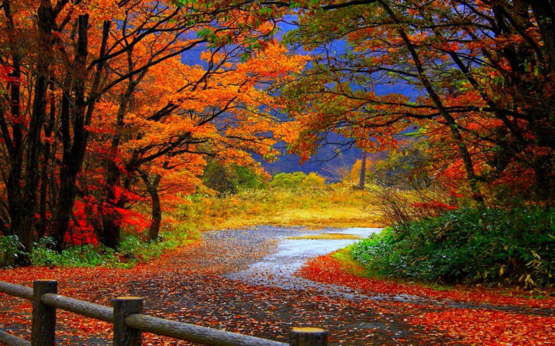 10 New Autumn Scenes Wallpaper FULL HD 1080p For PC Background 2021 free download autumn fall scenery wallpaper nature desktop wallpapers autumn 800x500