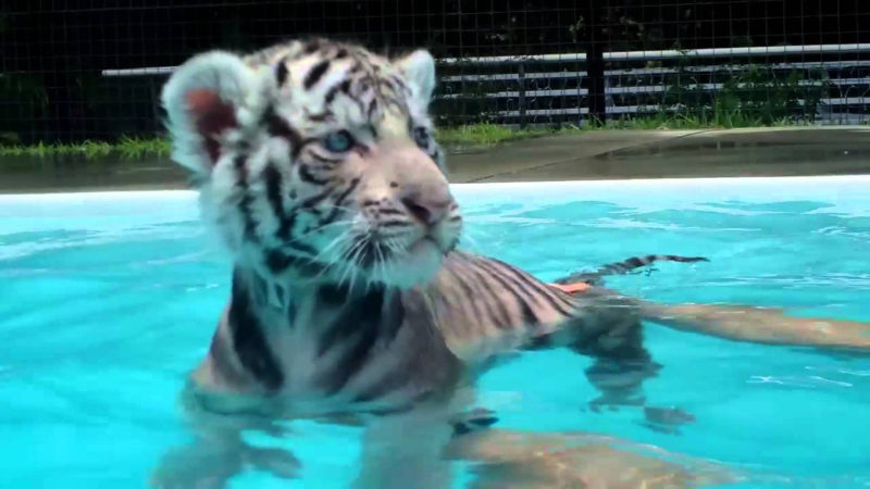 10 Top Baby White Tigers Pictures FULL HD 1080p For PC Desktop 2021 free download baby tigers first swim youtube 800x450