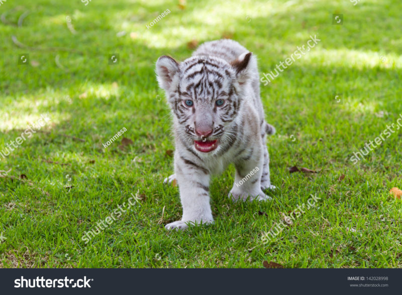 10 Top Baby White Tigers Pictures FULL HD 1080p For PC Desktop 2021 free download baby white tiger stock photo edit now 142028998 shutterstock 800x587