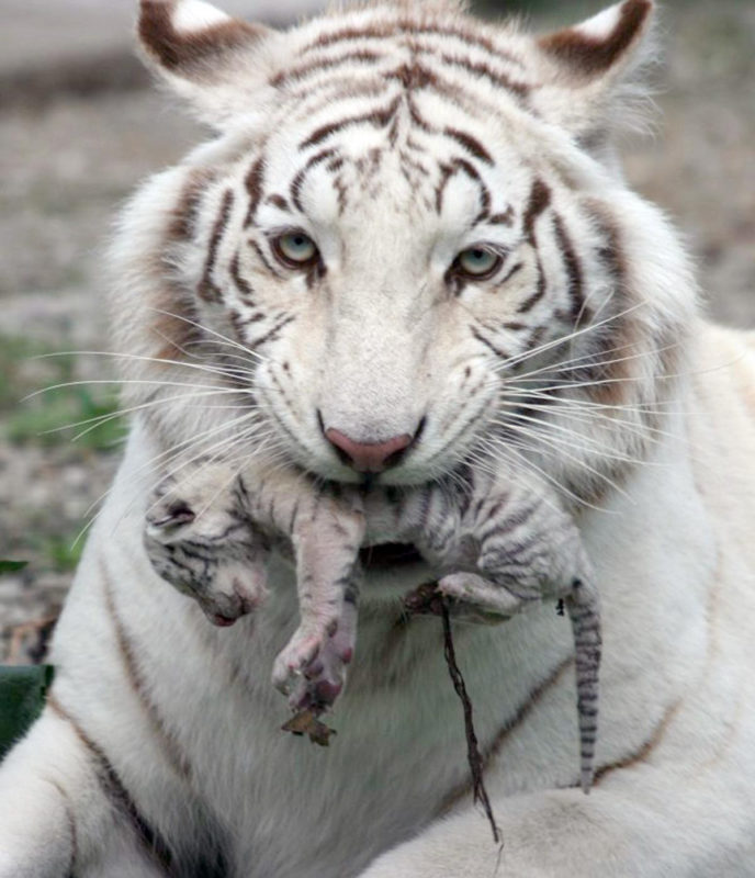 10 Top Baby White Tigers Pictures FULL HD 1080p For PC Desktop 2021 free download baby white tigers in wat hd wallpaper background images 688x800