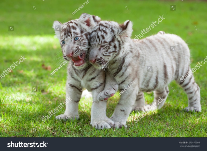 10 Top Baby White Tigers Pictures FULL HD 1080p For PC Desktop 2021 free download baby white tigers two children were stock photo edit now 273479993 800x587