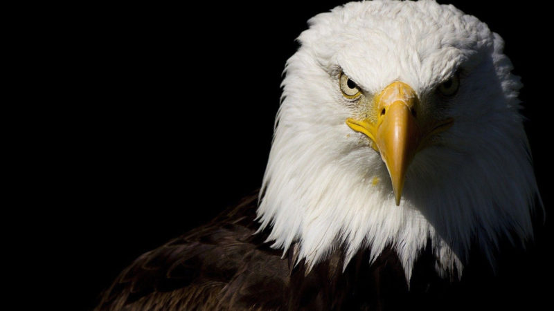 10 Latest Bald Eagle Wallpaper Hd FULL HD 1920×1080 For PC Background 2024 free download bald eagle 1920x1080 animals eagle wallpaper eagle eagle images 800x450