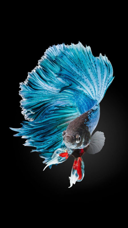 10 New Iphone Fish Wallpaper FULL HD 1920×1080 For PC Background 2024 free download betta fish wallpaper iphone 6 and iphone 6s hd animal wallpaper 1 450x800
