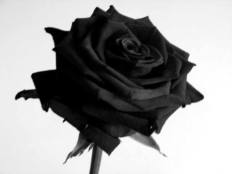 10 Most Popular Black Rose Pics FULL HD 1920×1080 For PC Background 2021 free download black rose hd wallpaper hintergrund 3072x2304 id541057 800x600