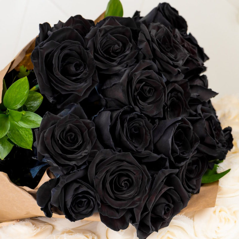10 Most Popular Black Rose Pics FULL HD 1920×1080 For PC Background 2023 free download black rose in miami beach fl miami beach flowers 800x800
