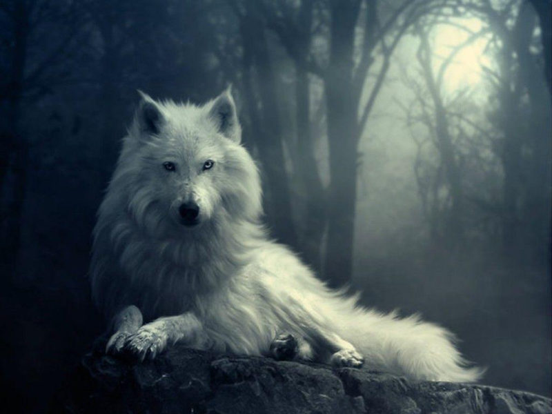 10 Top Cool Wallpapers Of Wolves FULL HD 1920×1080 For PC Desktop 2023 free download cool wolf backgrounds wallpaper cave 3 800x600