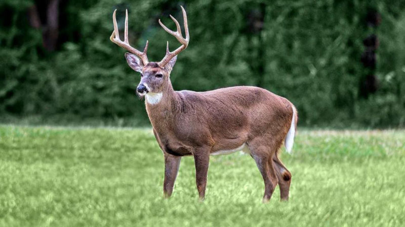 10 Best Images Of A Deer FULL HD 1920×1080 For PC Background 2021 free download deadly zombie deer disease could possibly spread to humans 800x450
