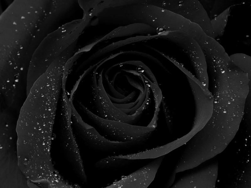 10 Most Popular Black Rose Pics FULL HD 1920×1080 For PC Background 2021 free download do black roses actually exist in nature homegrown 800x600