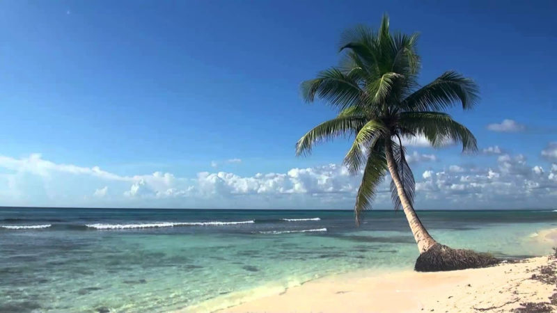 10 New Palm Tree And Beach Pictures FULL HD 1080p For PC Background 2024 free download e299a5e299a5 relaxing 3 hour video of tropical beach with blue sky white 800x450