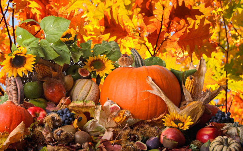 10 New Fall Thanksgiving Images FULL HD 1080p For PC Background 2024 free download fall thanksgiving wallpapers wallpaper cave 2 800x500