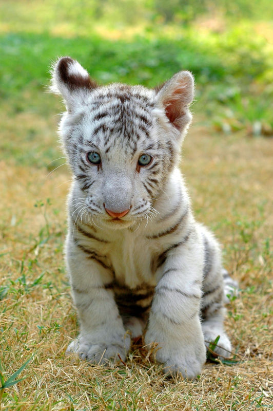 10 Top Baby White Tigers Pictures FULL HD 1080p For PC Desktop 2021 free download for animal people animals of the wild animals cute baby animals 532x800