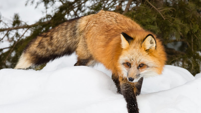 10 New Images Of Foxes FULL HD 1080p For PC Background 2024 free download fox tales an earth of foxes 800x450