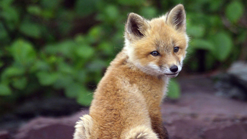 10 New Images Of Foxes FULL HD 1080p For PC Background 2024 free download fox tales growing up red 800x450