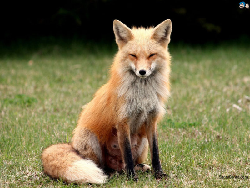 10 New Images Of Foxes FULL HD 1080p For PC Background 2024 free download foxes wallpaper 1 800x600