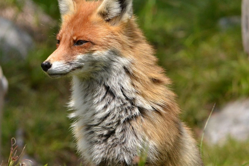 10 New Images Of Foxes FULL HD 1080p For PC Background 2024 free download how to keep foxes away without a gun thatsfarming 800x533