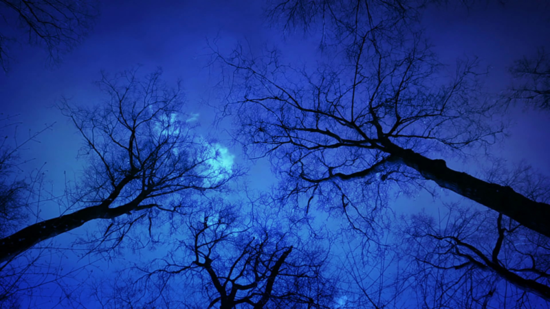 10 Most Popular Mystical Background Images FULL HD 1920×1080 For PC Desktop 2021 free download moonlight mystic forest background stock video footage storyblocks 800x450