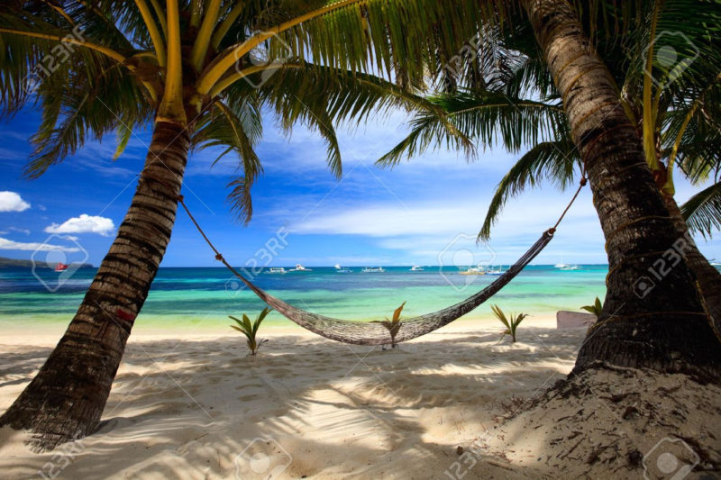 10 New Palm Tree And Beach Pictures FULL HD 1080p For PC Background 2024 free download perfect tropical beach with palm trees and hammock stock photo 800x533