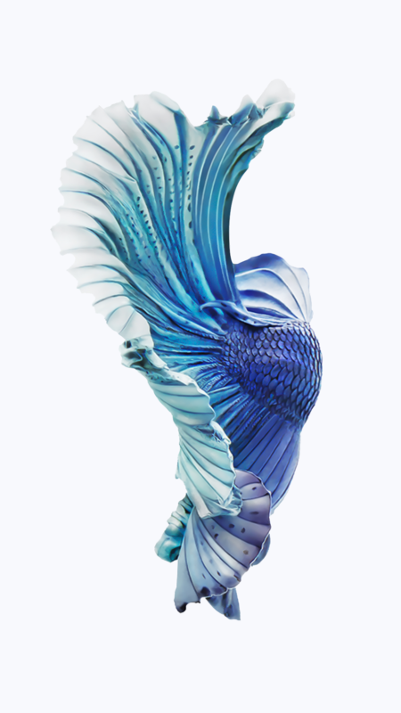 10 New Iphone Fish Wallpaper FULL HD 1920×1080 For PC Background 2024 free download pin en iphone wallpapers 450x800