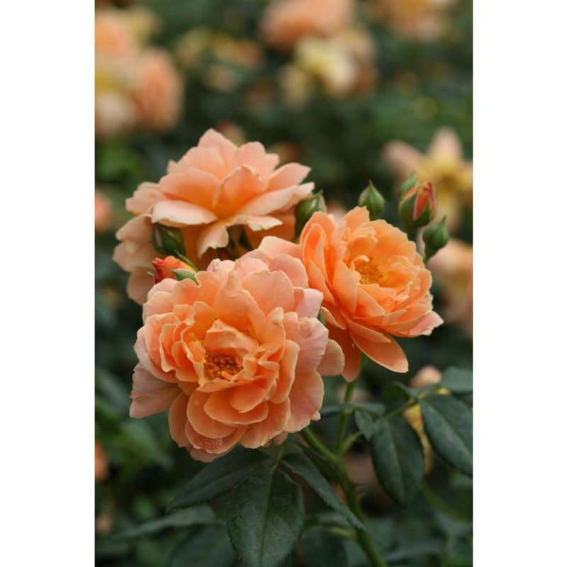10 Most Popular A Rose Pic FULL HD 1920×1080 For PC Desktop 2021 free download proven winners 1 gal at last orange flowers rose rosa live shrub 800x800