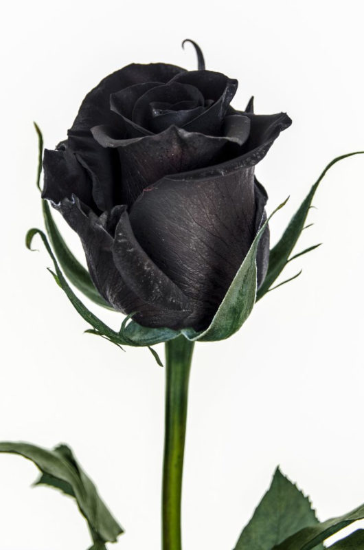 10 Most Popular Black Rose Pics FULL HD 1920×1080 For PC Background 2023 free download rare black rose only found in turkey steemit 530x800