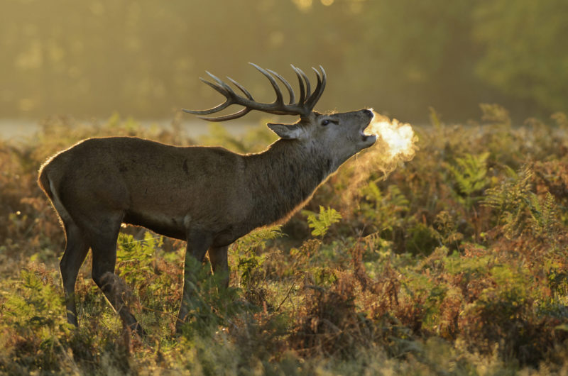 10 Best Images Of A Deer FULL HD 1920×1080 For PC Background 2021 free download red deer scottish wildlife trust 800x530