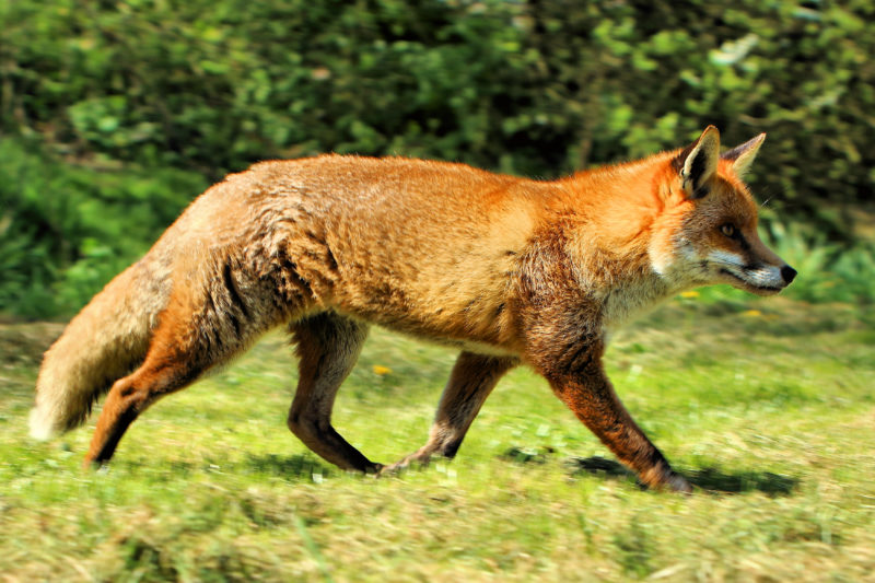 10 New Images Of Foxes FULL HD 1080p For PC Background 2024 free download red fox wikipedia 800x533