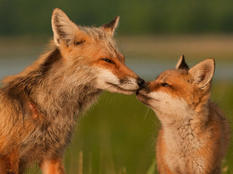 10 New Images Of Foxes FULL HD 1080p For PC Background 2024 free download red foxes delaware 800x600