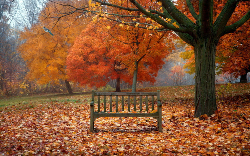 10 New Autumn Scenes Wallpaper FULL HD 1080p For PC Background 2021 free download scenes of autumn desktop wallpaper 800x500