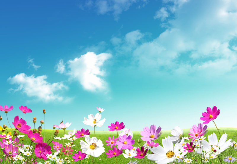 10 Best Hd Spring Wallpaper Backgrounds FULL HD 1080p For PC Background 2024 free download spring wallpapers hd download free pixelstalk 9 800x554