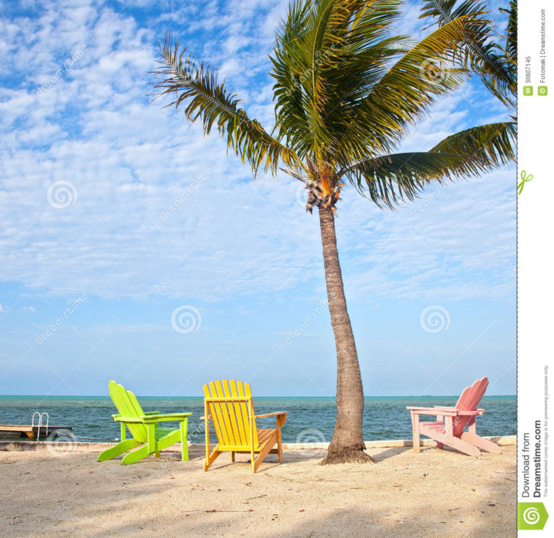 10 New Palm Tree And Beach Pictures FULL HD 1080p For PC Background 2024 free download summer beach scene with palm trees and lounge chairs stock image 800x778