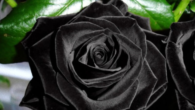 10 Most Popular Black Rose Pics FULL HD 1920×1080 For PC Background 2021 free download this rare black rose can only be found in turkey youtube 800x450