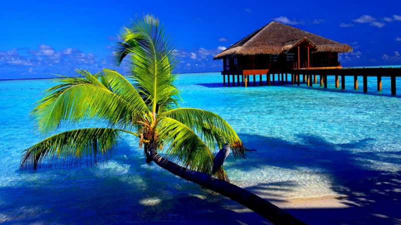 10 Latest Tropical Wallpaper For Computer FULL HD 1920×1080 For PC Desktop 2024 free download tropical backgrounds for computer wallpapersafari 800x450
