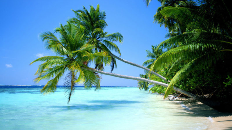 10 Latest Tropical Wallpaper For Computer FULL HD 1920×1080 For PC Desktop 2024 free download tropical wallpaper for computer sf wallpaper 800x450