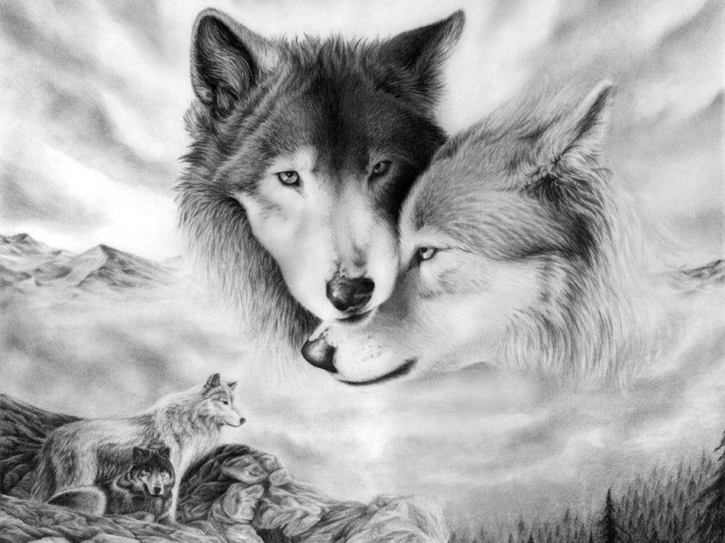 10 Top Cool Wallpapers Of Wolves FULL HD 1920×1080 For PC Desktop 2023 free download wallpapers of wolves wallpaper cave 800x600