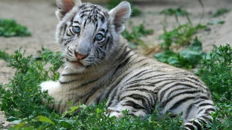 10 Top Baby White Tigers Pictures FULL HD 1080p For PC Desktop 2021 free download white tiger cubs wallpapers images photos pictures backgrounds 1 800x450