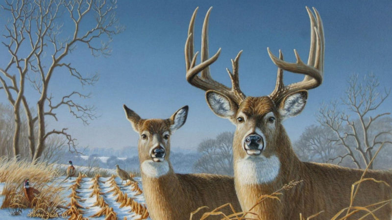 10 Best Whitetail Deer Desktop Background FULL HD 1920×1080 For PC Background 2024 free download whitetail deer backgrounds wallpaper cave 4 800x450
