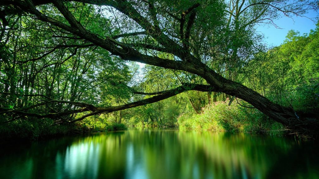 10 New Pics Of The Amazon Rainforest FULL HD 1920×1080 For PC Desktop 2021 free download 10 interesting facts about the amazon rain forest gazette review 1024x576